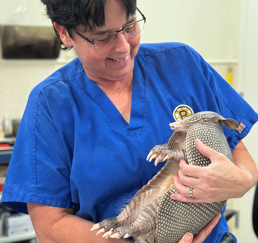 A smiling person in blue scrubs gently holds an armadillo in a veterinary clinic setting.
