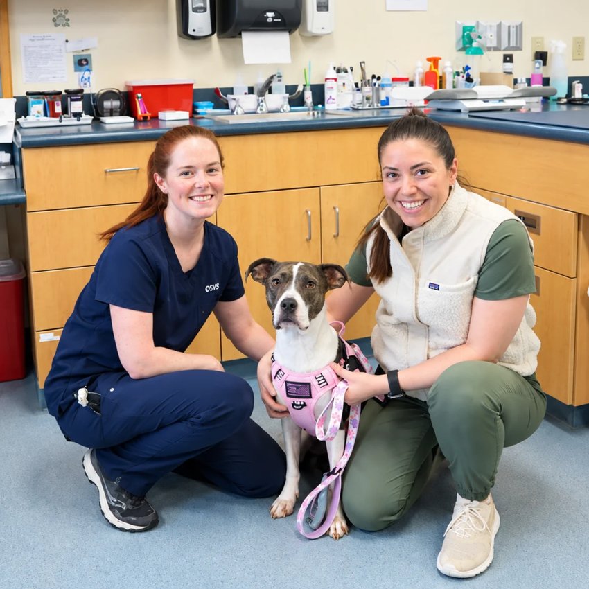 Two veterinary team members kneel with a brindle dog wearing a pink harness in an exam room.