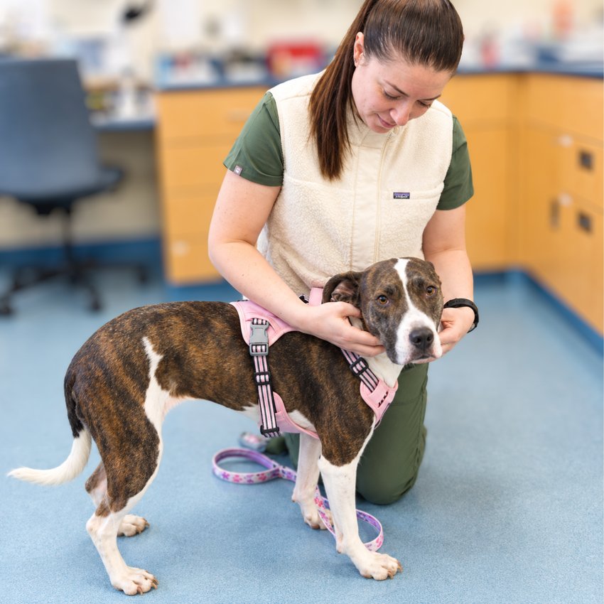 A veterinary team member gently checks a brindle dog in an exam room.