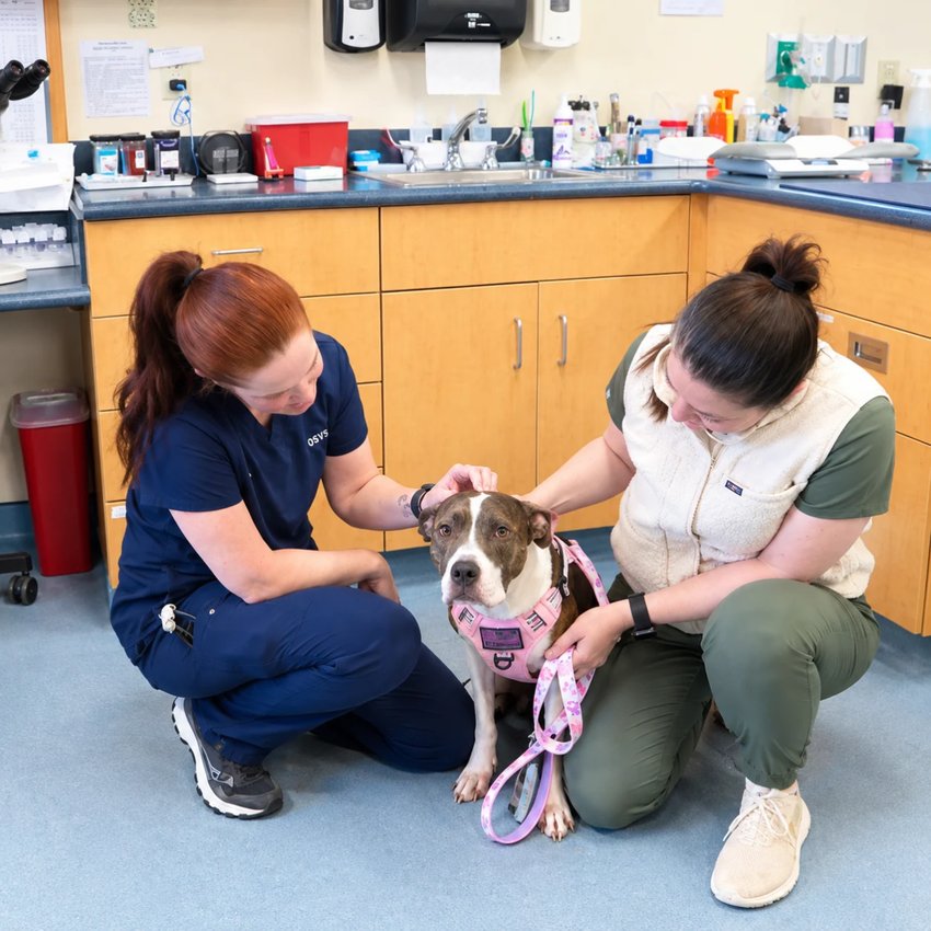Two veterinary team members care for a brindle dog in an exam room.