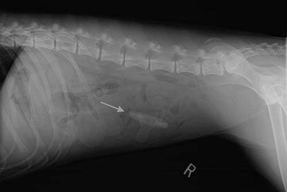 An X-ray of an animal's abdomen, likely a dog, showing the spine and ribs. An arrow points to a small, elongated object within the abdominal cavity, indicating a possible foreign body. The letter "R" indicates the right side of the body. The veterinarian is examining this scan for further diagnosis.
