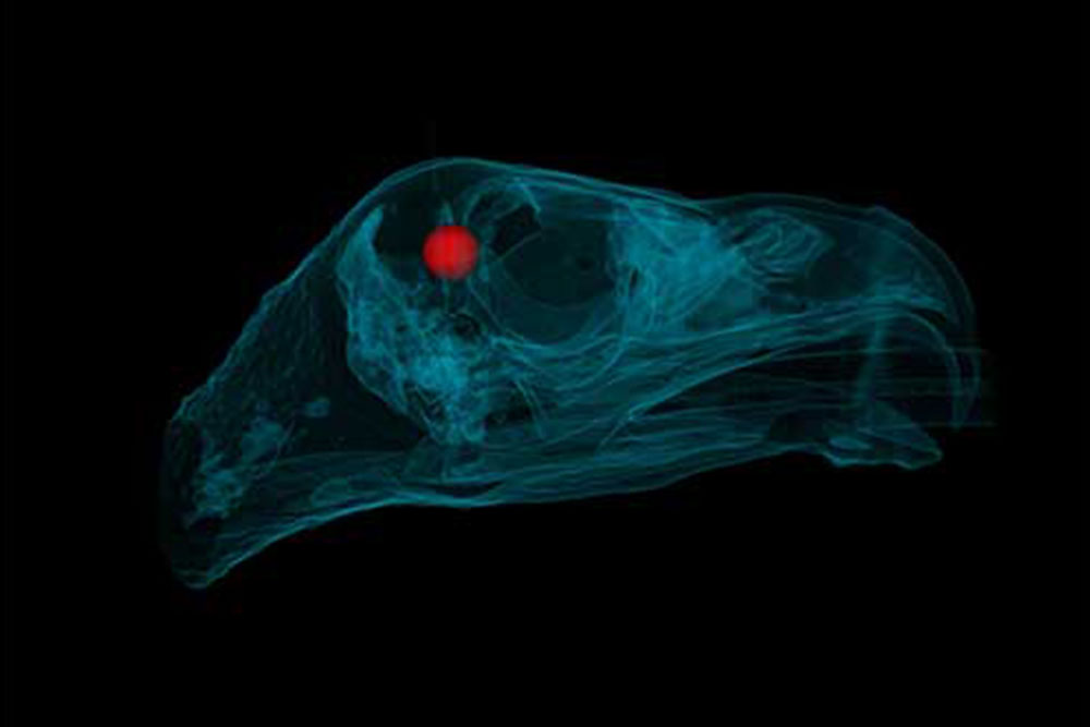 A translucent 3D image of a bird's skull against a black background. The skull appears in a cyan hue, with a bright red sphere located near its center, likely indicating a specific anatomical feature that would be of interest to any veterinarian studying avian anatomy.