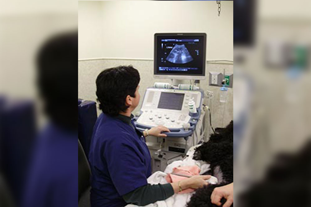 A veterinarian in medical scrubs sits at an ultrasound machine, examining a monitor displaying an ultrasound image. They are holding a probe and appear to be performing an ultrasound examination on an animal patient lying on a table covered with a white cloth.