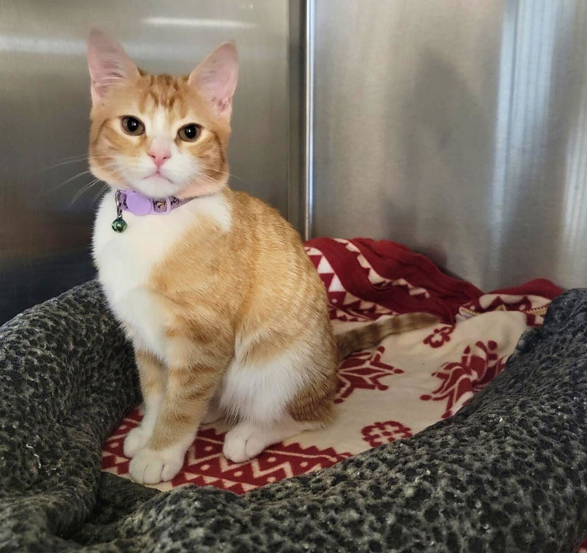 A ginger and white cat with a purple collar sits on a patterned blanket in a cozy bed, looking at the camera, inside a stainless steel enclosure.