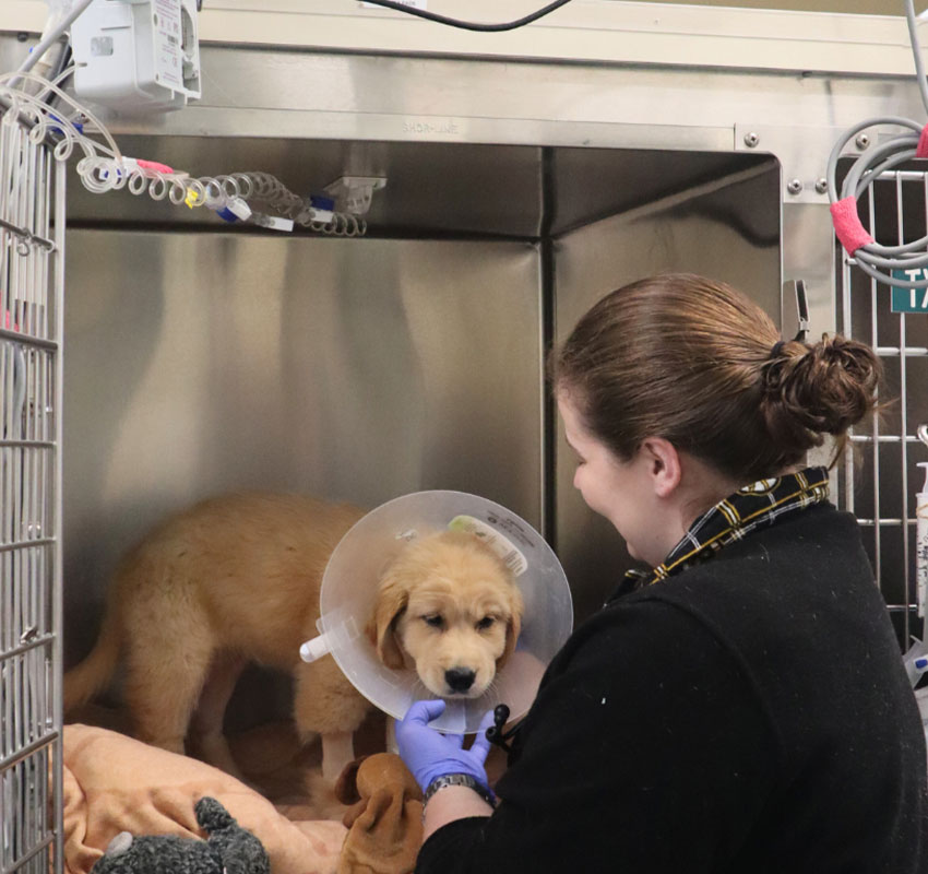 A veterinarian wearing gloves tends to a golden retriever puppy with a medical cone around its neck inside an animal hospital kennel. The puppy is standing on a blanket.